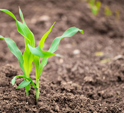 Catalyst Fertilizers Market by Fertilizer Application and Geography - Forecast and Analysis 2020-2024